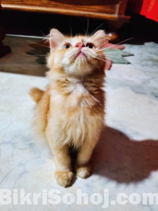 Pure persian cat